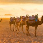 essaouira morocco