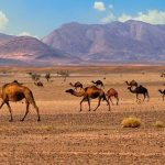 Morocco Camel Trekking Merzouga