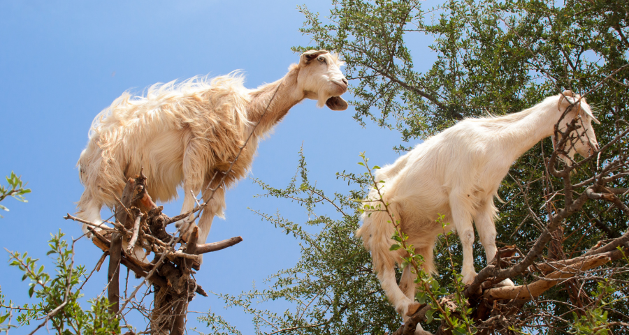 1 Day Trip From Marrakech to Essaouira