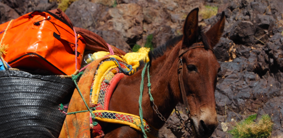 Mountain trekking from Marrakech to the high Atlas