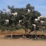 Tree Climbing Goats of Morocco