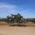 Tree Climbing Goats of Morocco