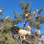 tree climbing goats morocco