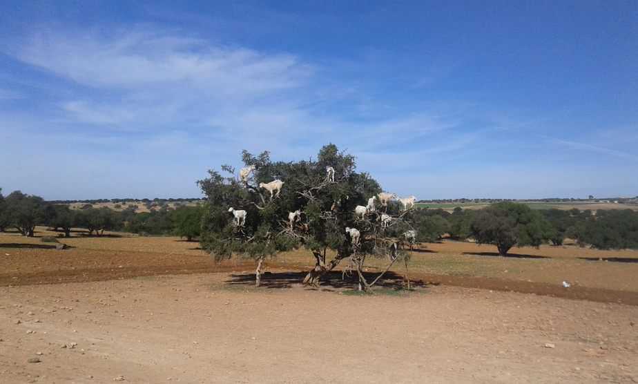 Tree Climbing Goats of Morocco