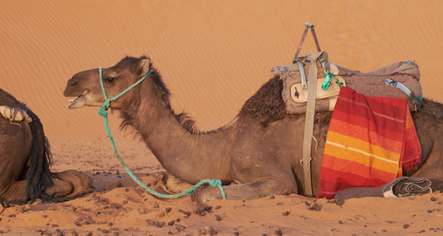 tour from Marrakech to Merzouga Sahara Desert