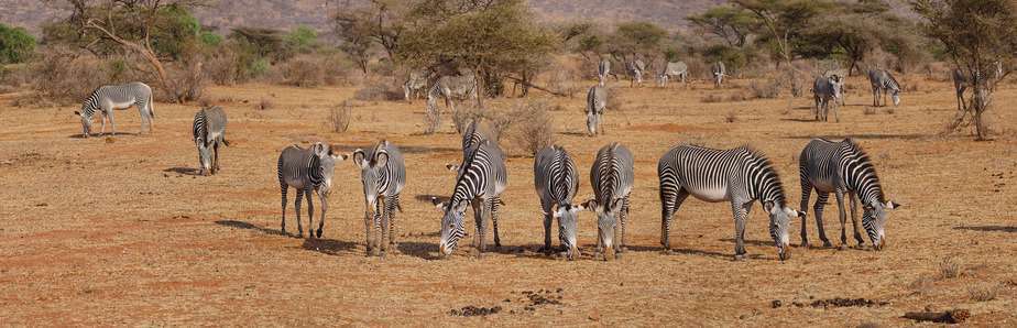 zebras safari kenya