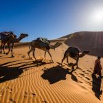 camel safari in Morocco