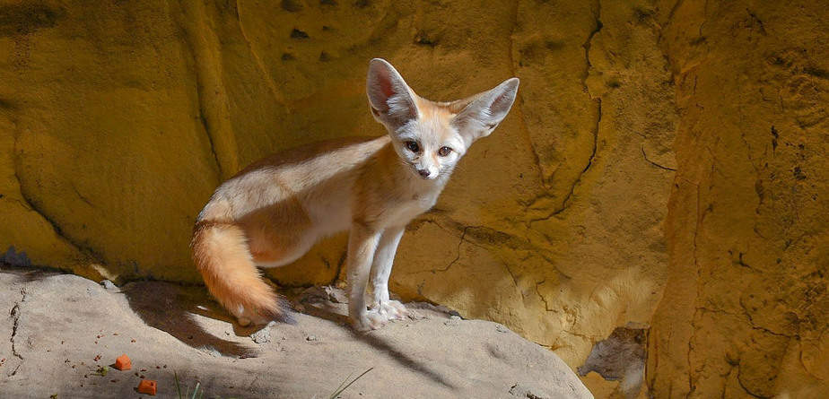 Fennec Fox