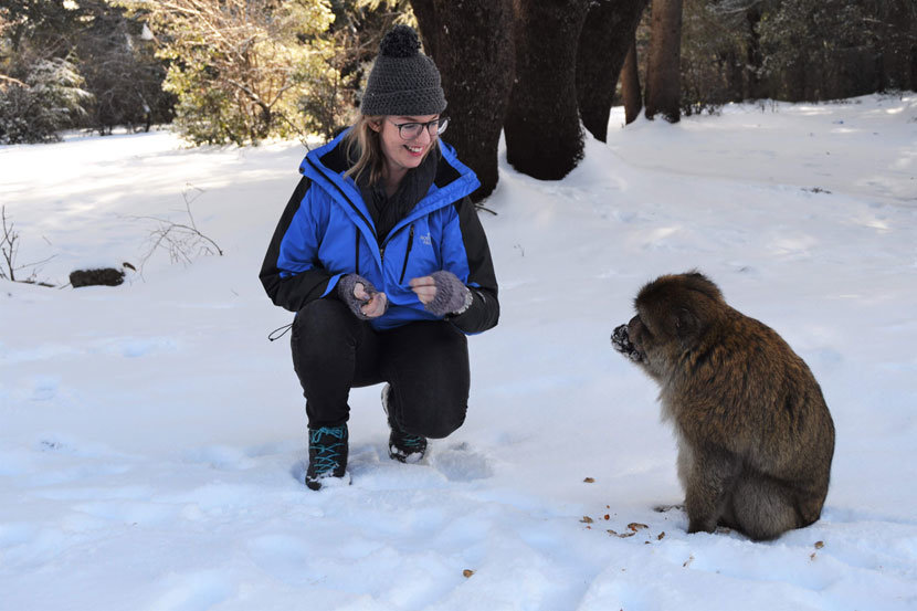 barbary macaque morocco monkeys