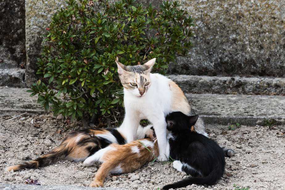 Cats Morocco