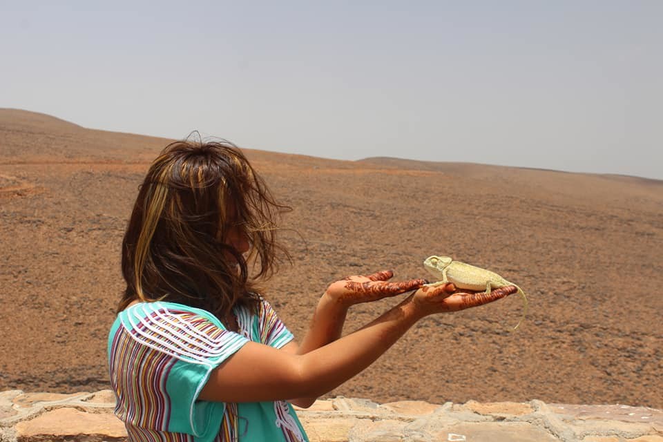 chameleon in morocco