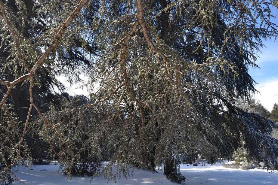 the cedar forests of Azrou.