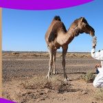 Sahara Desert Tours from Fes