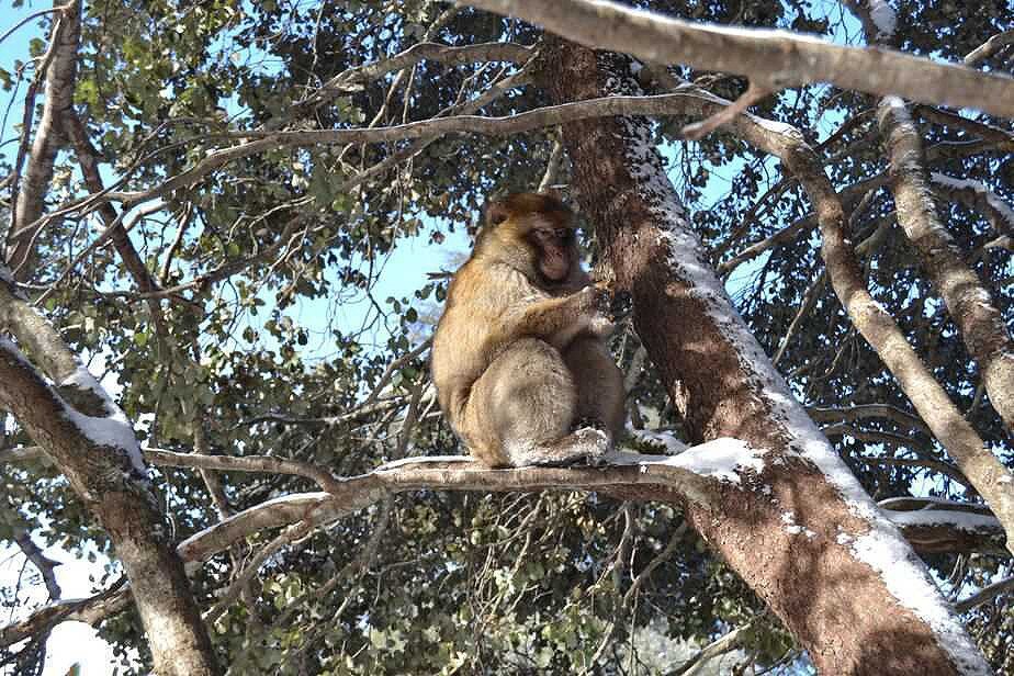 barbary macaque monkeys morocco