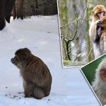 barbary macaque monkeys morocco