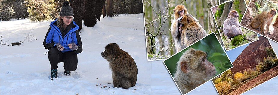 barbary macaque monkeys morocco