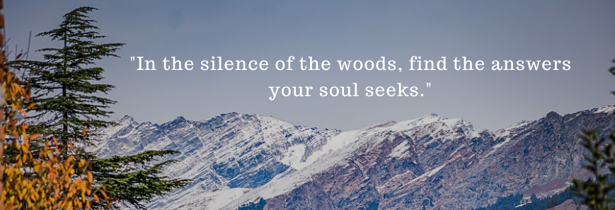 In the silence of the woods, find the answers your soul seeks.