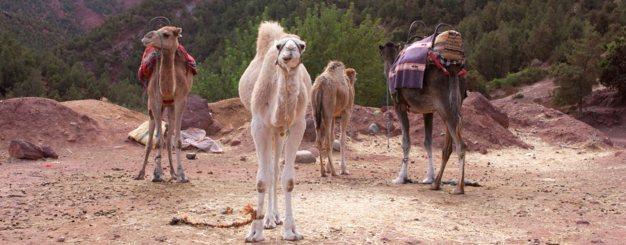 1 Day Ourika valley trip from Marrakech