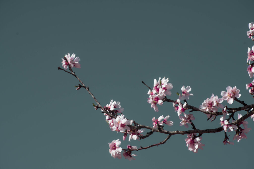 Blossoms in Spring on the Costa Blanca