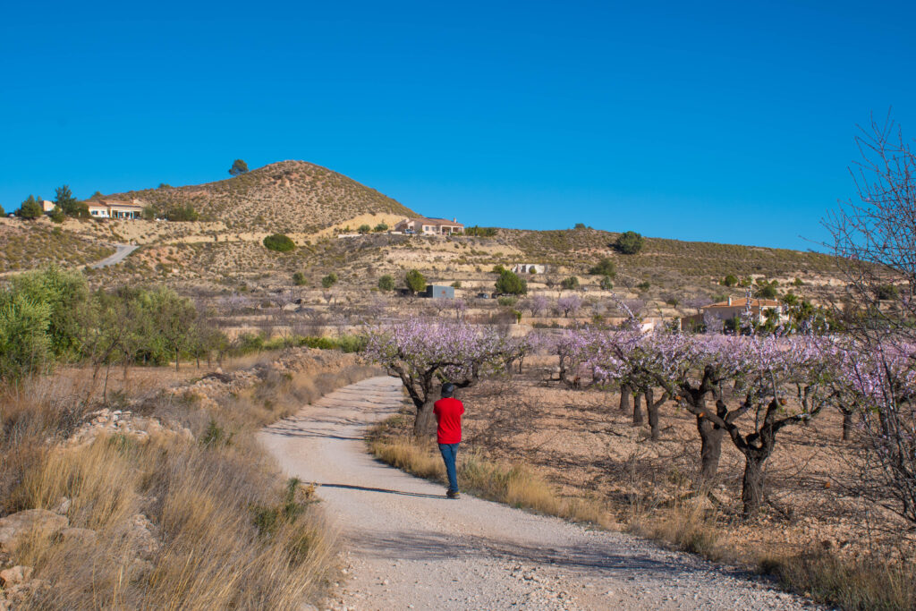 Bloesems in de lente aan de Costa Blanca