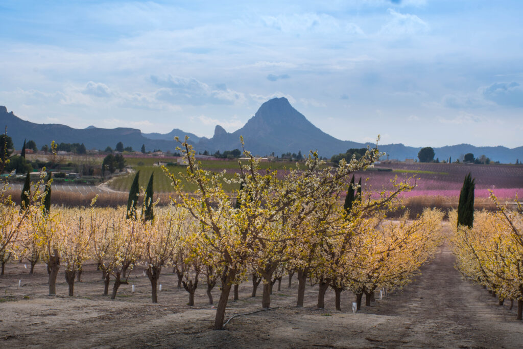 Bloesems in de lente aan de Costa Blanca