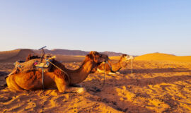 camel in morocco m