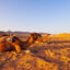 camel in morocco m