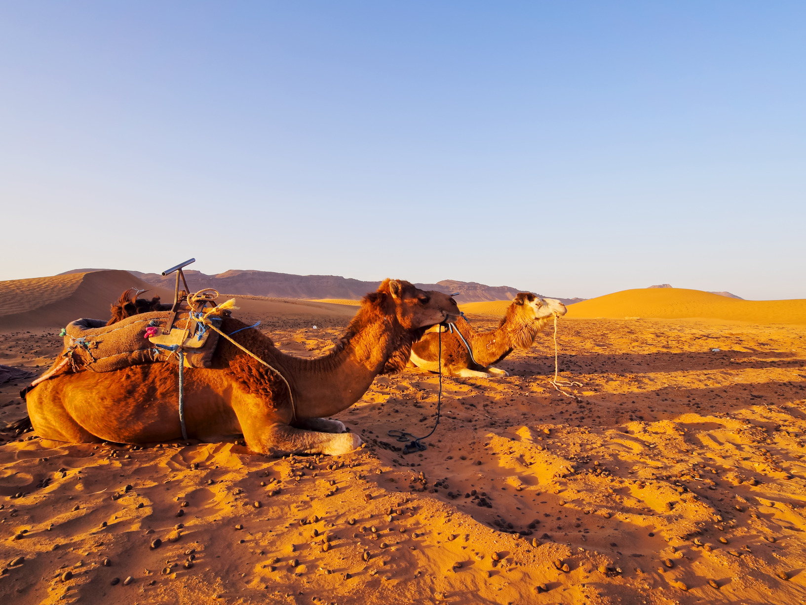 camel in morocco m