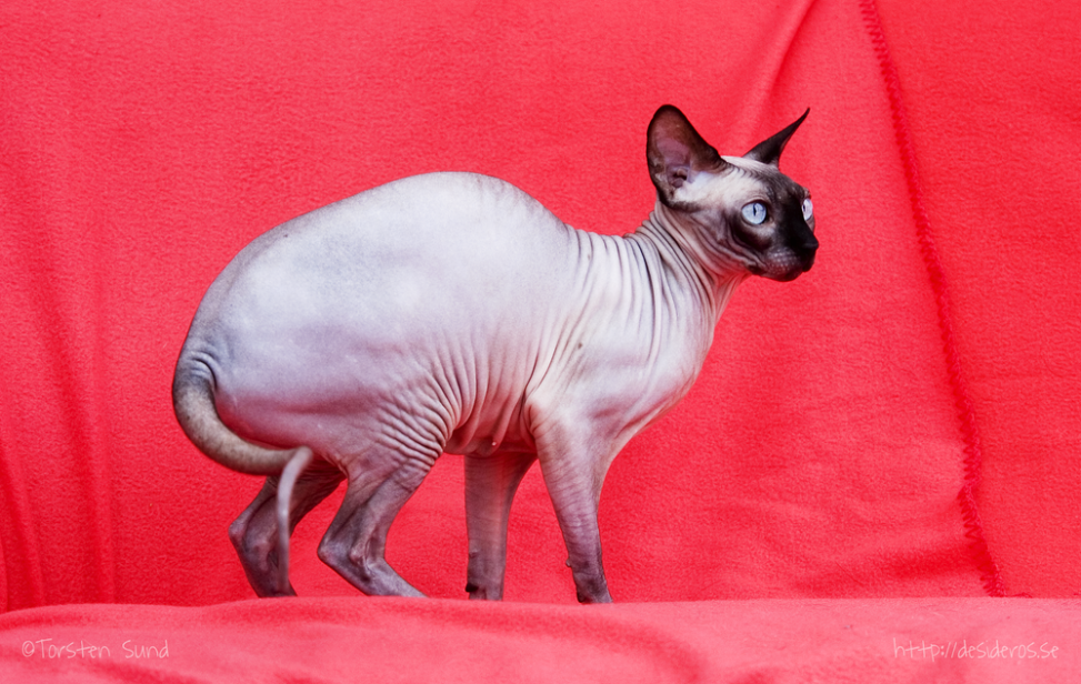 Sphynx Nakenkatt Uppfödare Kattungar