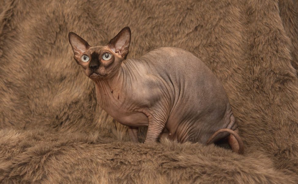 Sphynx Nakenkatt Uppfödare Kattungar