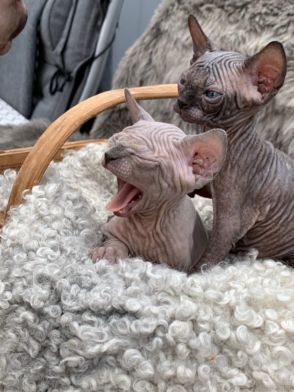 Sphynx Nakenkatt Uppfödare Kattungar