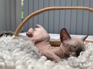 Sphynx Nakenkatt Uppfödare Kattungar