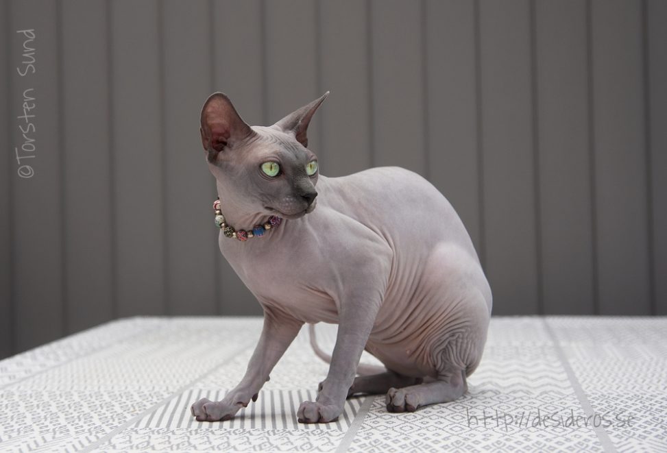 Sphynx Nakenkatt Uppfödare Kattungar