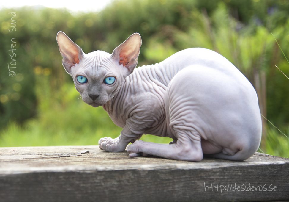 rasbeskrivning-desideros-sphynx-kattungar-sphynx-nakenkatt-uppf-dare
