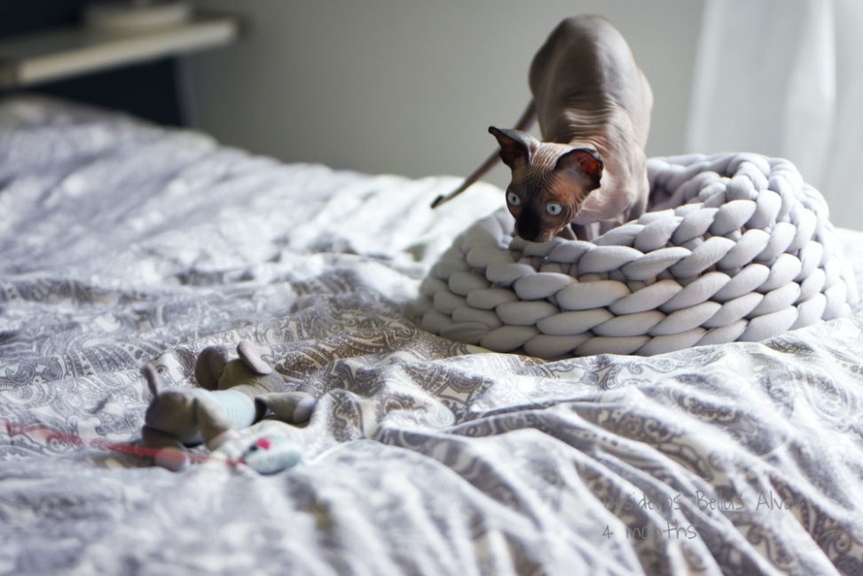 Sphynx Nakenkatt Uppfödare Kattungar