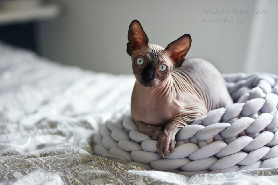 Sphynx Nakenkatt Uppfödare Kattungar