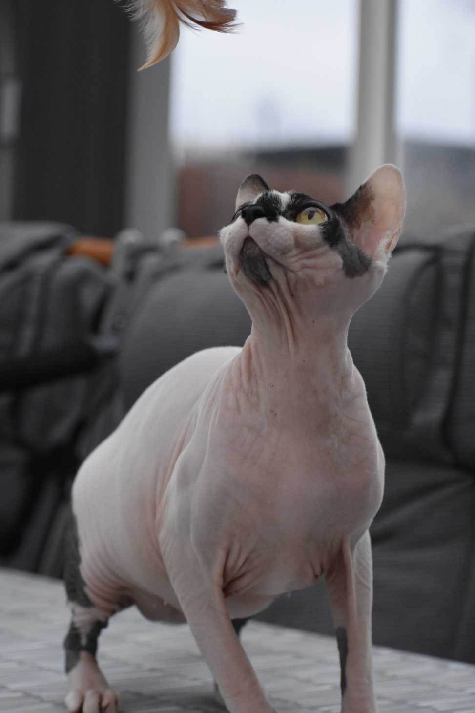 Sphynx Nakenkatt Uppfödare Kattungar