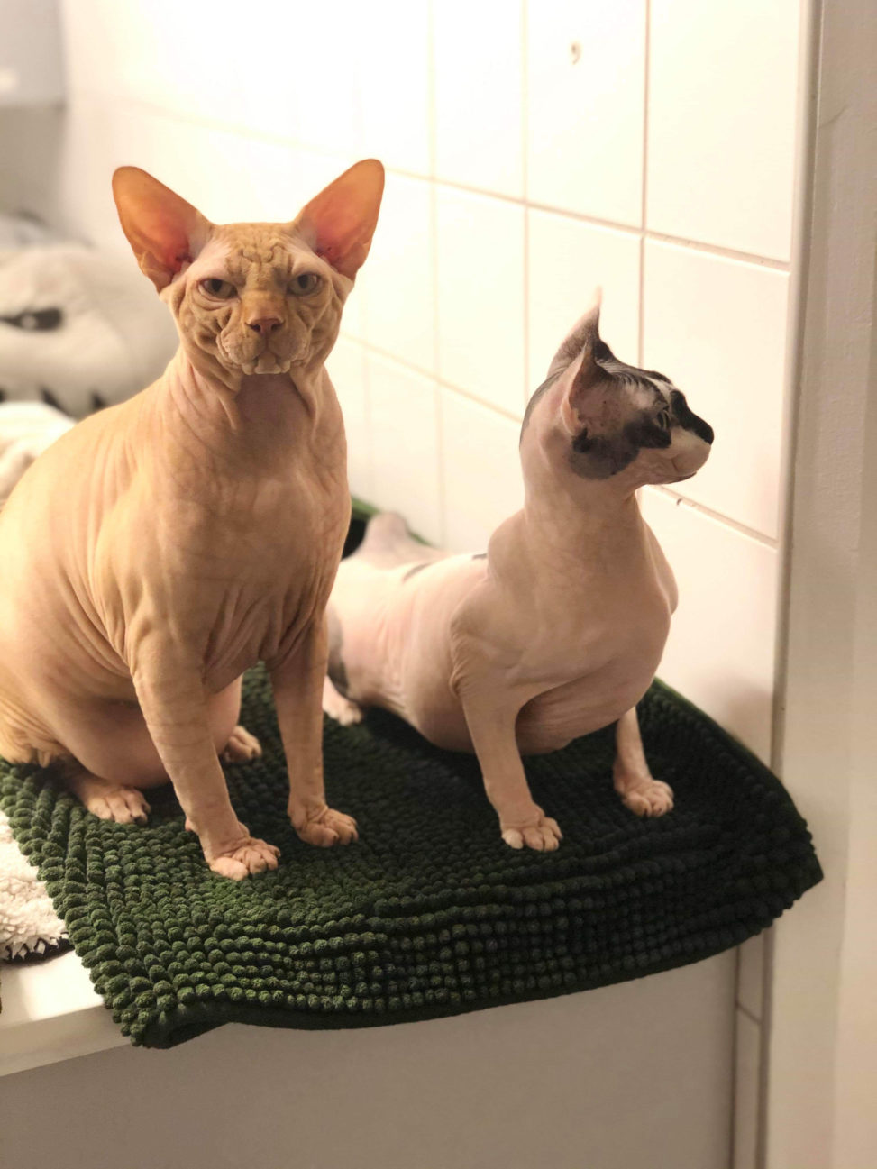 Sphynx Nakenkatt Uppfödare Kattungar