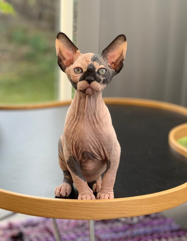 Sphynx Nakenkatt Uppfödare Kattungar