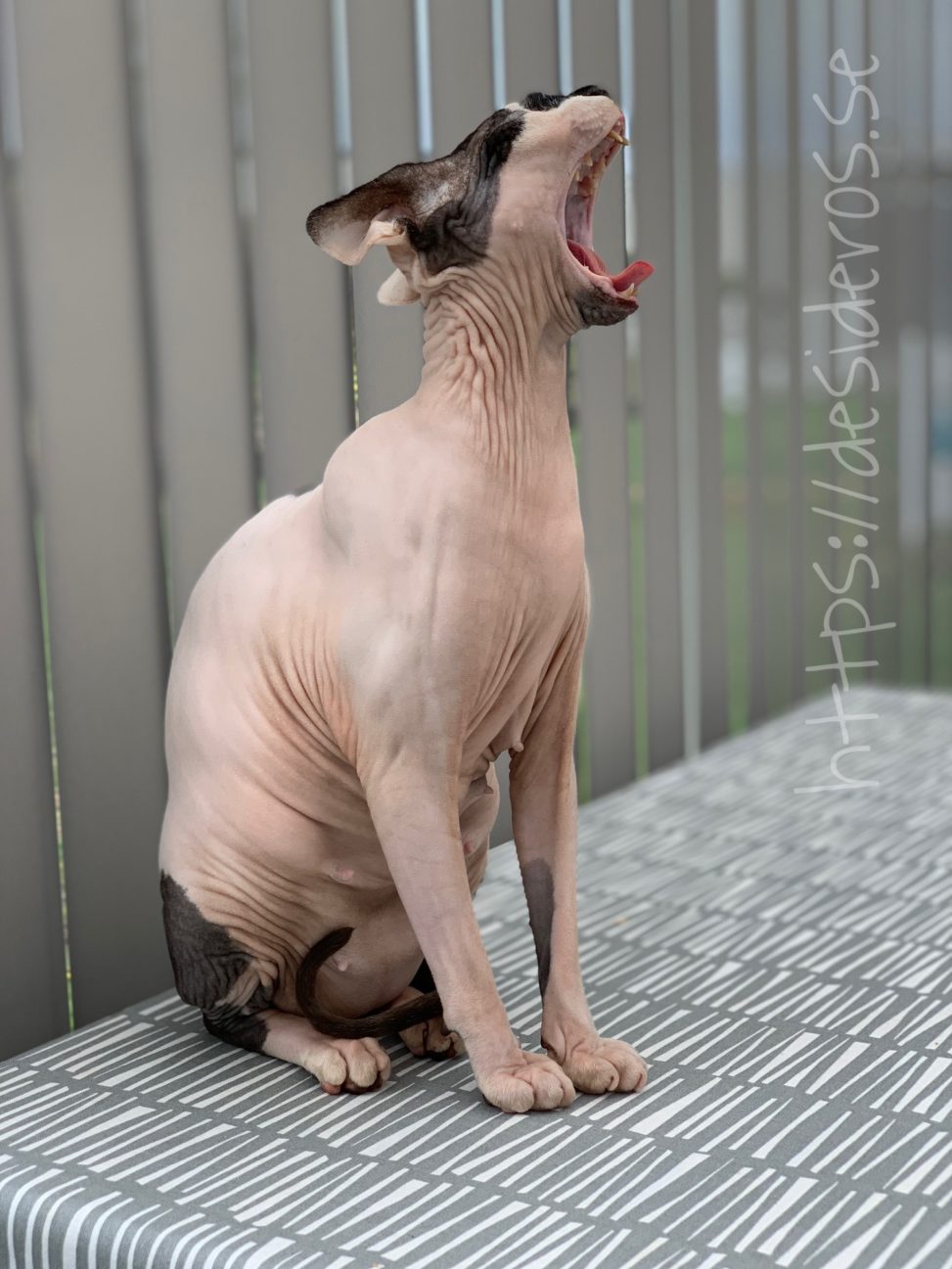 Sphynx Nakenkatt Uppfödare Kattungar