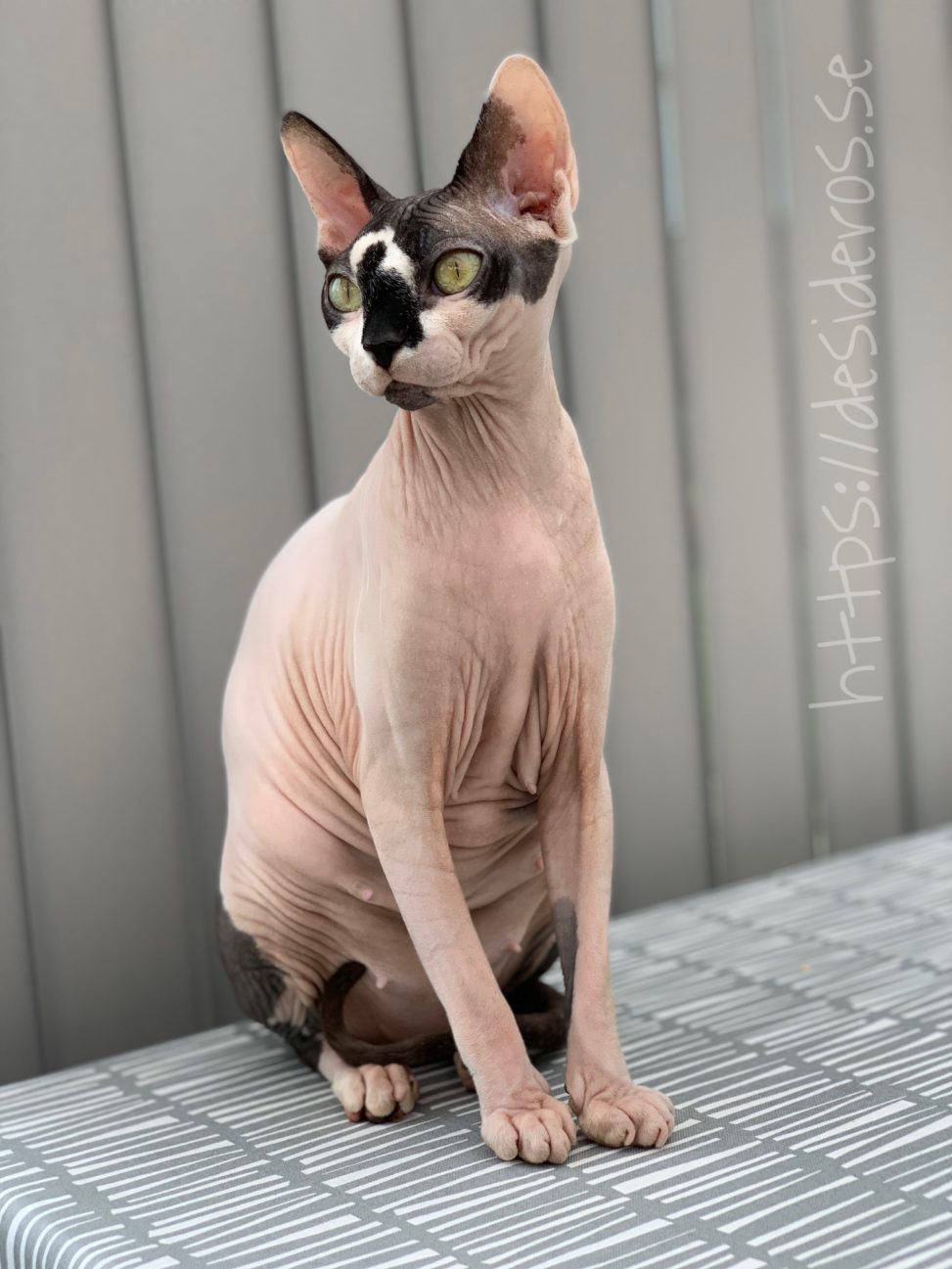 Sphynx Nakenkatt Uppfödare Kattungar