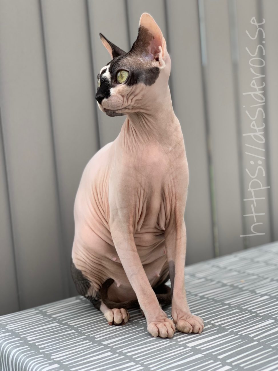 Sphynx Nakenkatt Uppfödare Kattungar