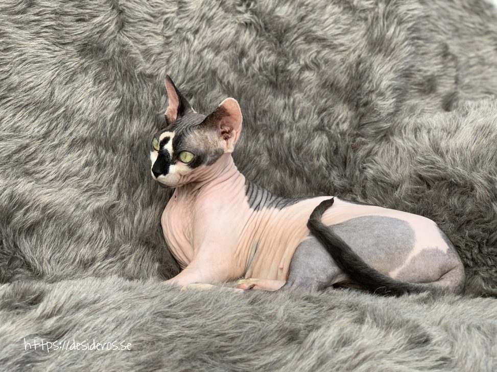 Sphynx