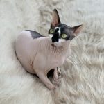 sphynx uppfödare kattungar