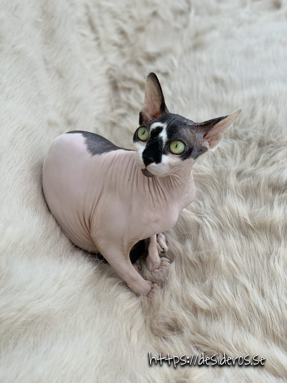 sphynx uppfödare kattungar