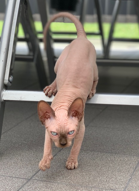 Sphynx avelhane