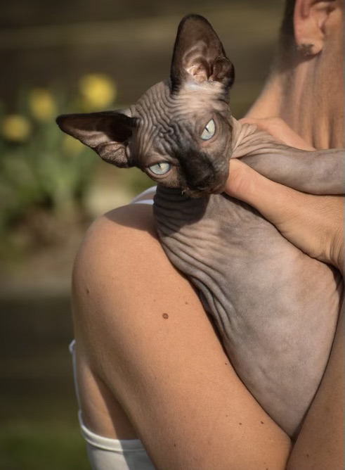 sphynx kattunge