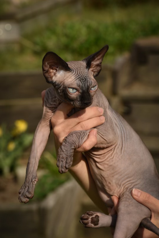 sphynx svart stamtavla