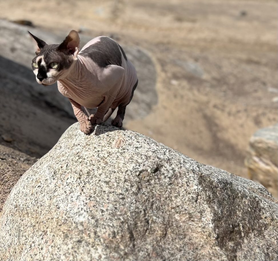 sphynx baskarp uppfödare