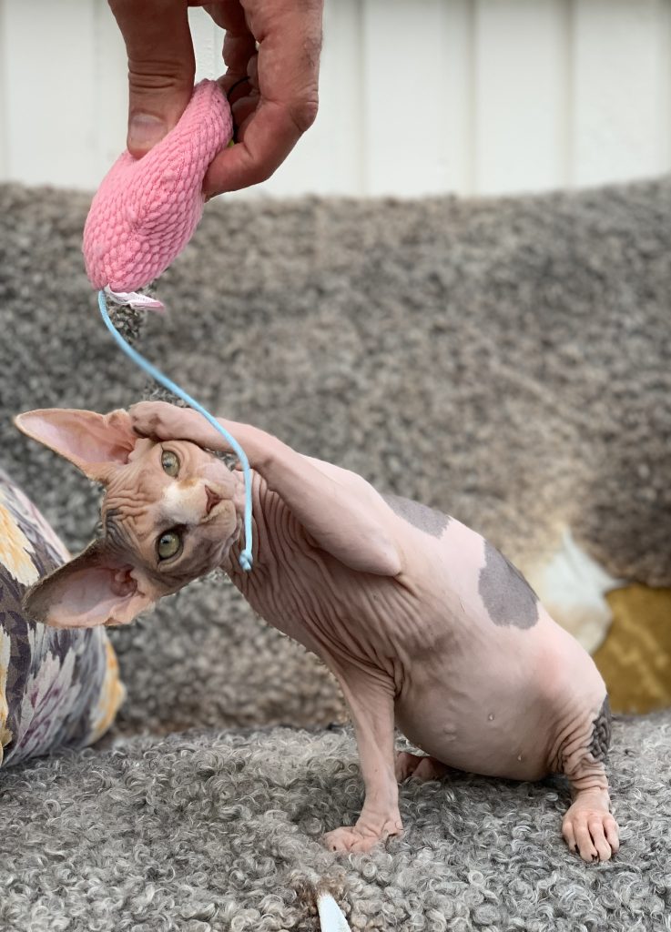 sphynx nakenkatt